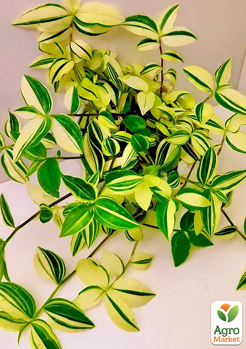 Традесканція ампельна "Yellow Hill"  - фото 6