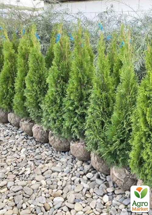 Туя западная "Smaragd" (ком/сетка) высота 200-220см - фото 4