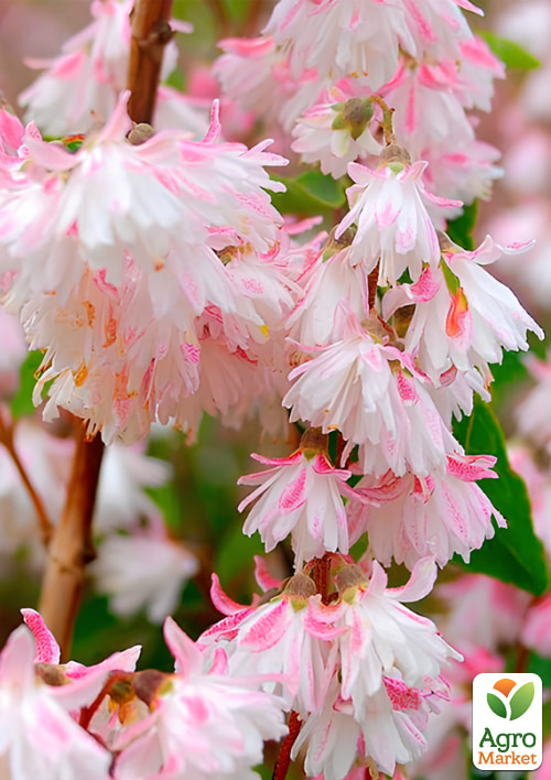 Дейция шершавая "Codsall Pink" 