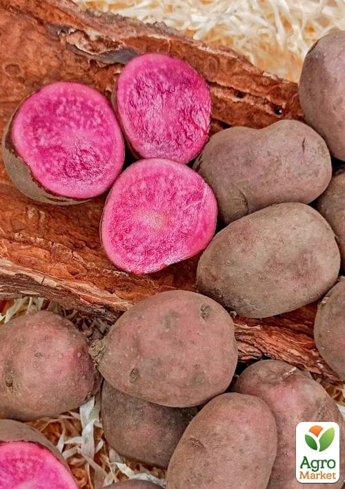 Картофель "Хортица" семенной, поздний, с розовой мякотью (1 репродукция) 0,5кг