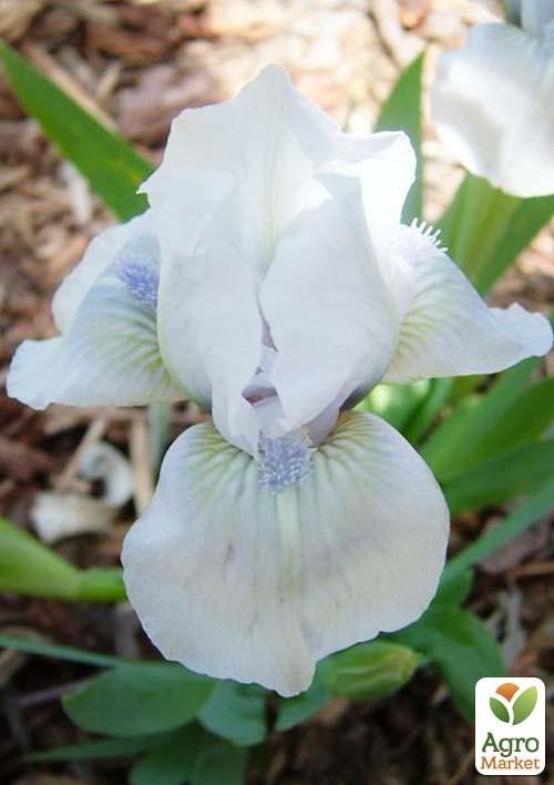 Ирис карликовый "Cold River" 1шт в упаковке