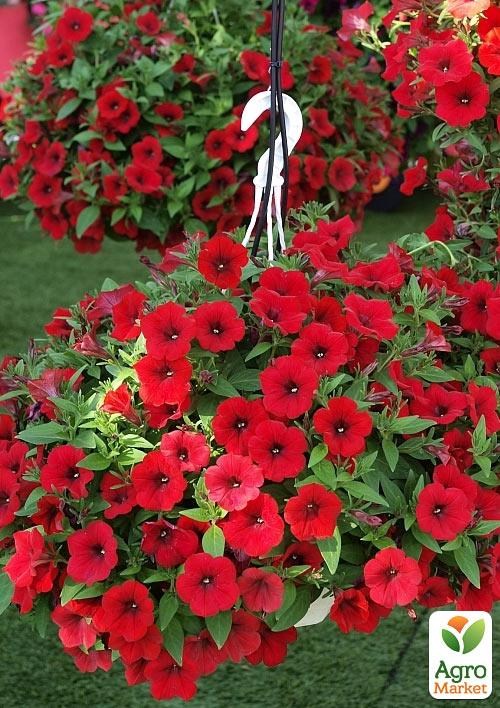 Сурфінія "Deep Red" (контейнер № 10, висота 10-15 см)