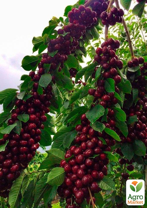 Черешня "Черный принц"