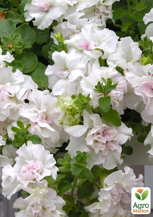 Сурфиния "Double Cascade White" (контейнер № 10, высота 10-15 см)