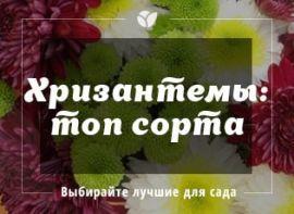 Хризантема править балом: ТОП-5 кращих сортів