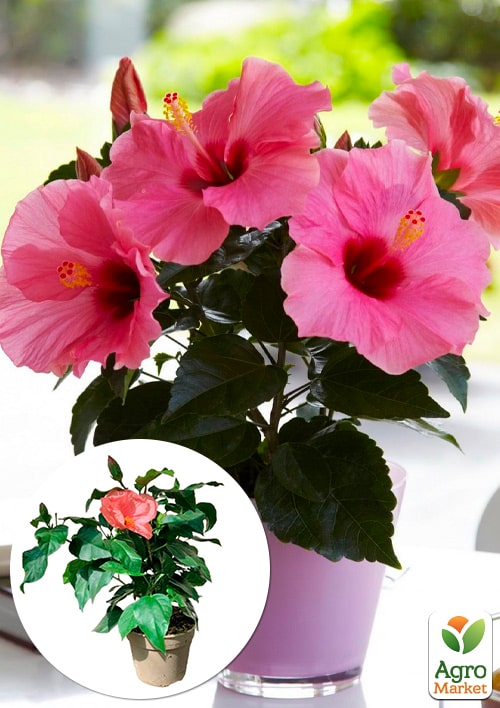 Гибискус комнатный "Juno" 