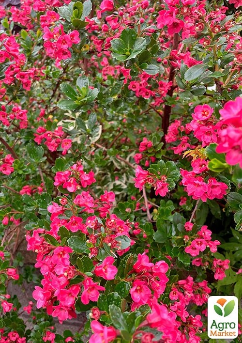 Ескалонія "Donard Radiance" - фото 2