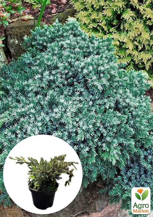 Можжевельник чешуйчатый "Blue Spider" вазон С2, высота 40-50см