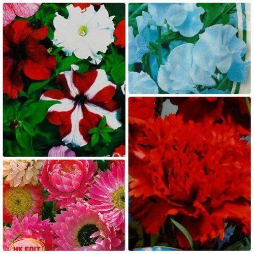 Комплект семян цветов "Яркий сон" 5уп