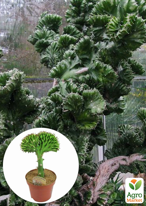 LMTD Эуфорбия Lactea Cristata"Green" (суккулент) 