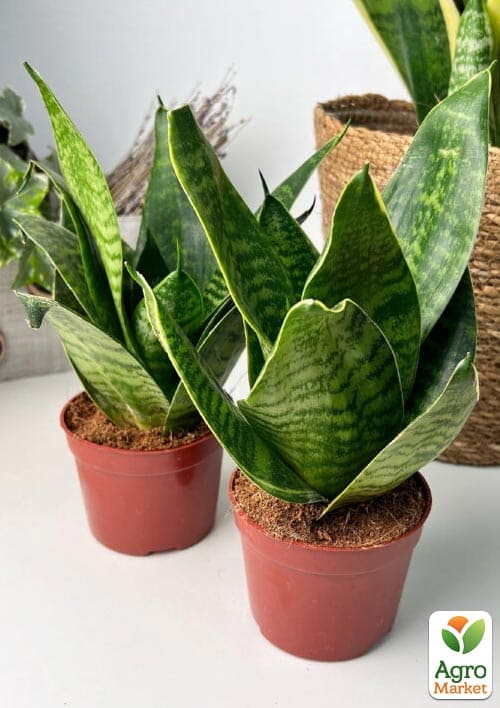 LMTD Сансевієрія "Green Hahnii" висота рослини 15-25см - фото 6