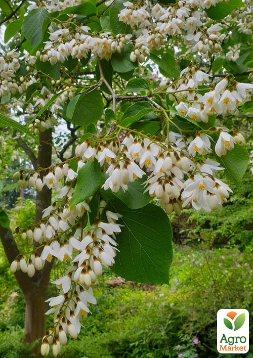 Проліскове дерево "Styrax japonicus" (красиве, компактне, з ароматом пролісків) висота 20см