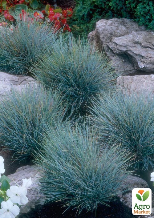 Овсяница аметистовая (Festuca amethystina)