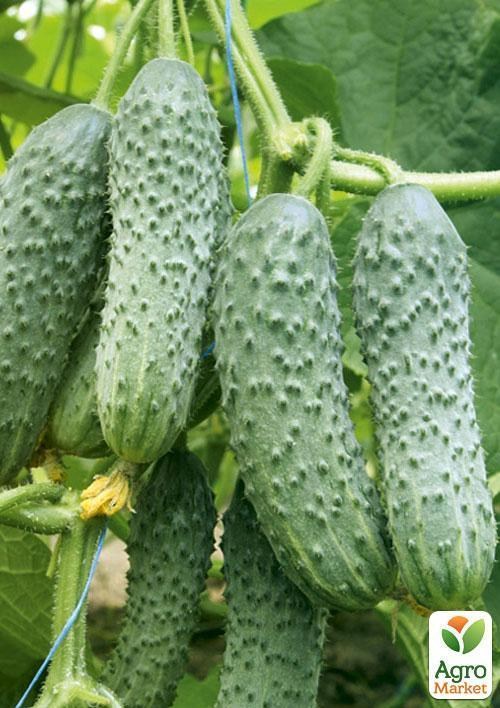 Огурец "Полонез" (в банке) ТМ "Весна Органик" 3г