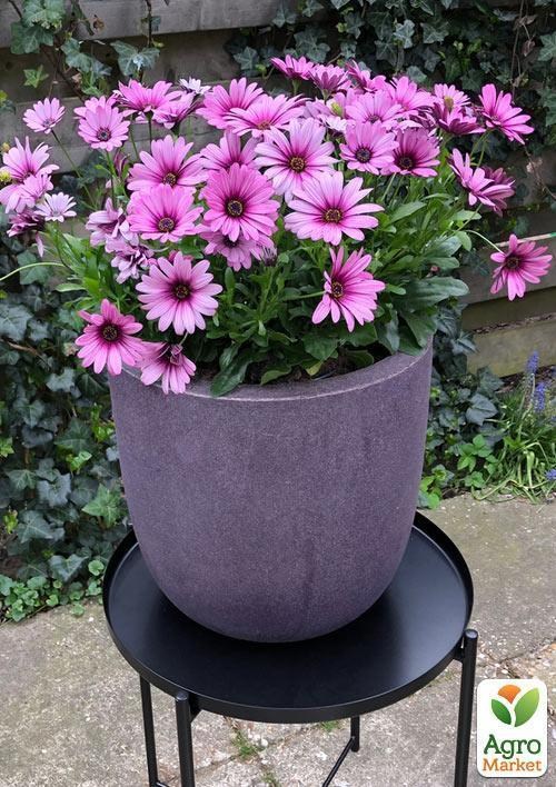 Остеоспермум "Enya" (контейнер № 10, висота 10-20 см) - фото 2