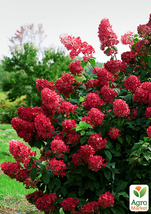 Гортензия метельчатая "Вимс Ред" (Wim`s Red)