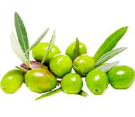 Оливковое дерево