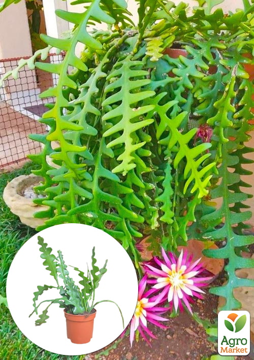 Епіфілум "Anguliger"