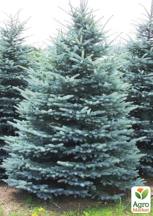 Ель Голубая колючая "Kaibab" С20, высота 40-70см - фото 3