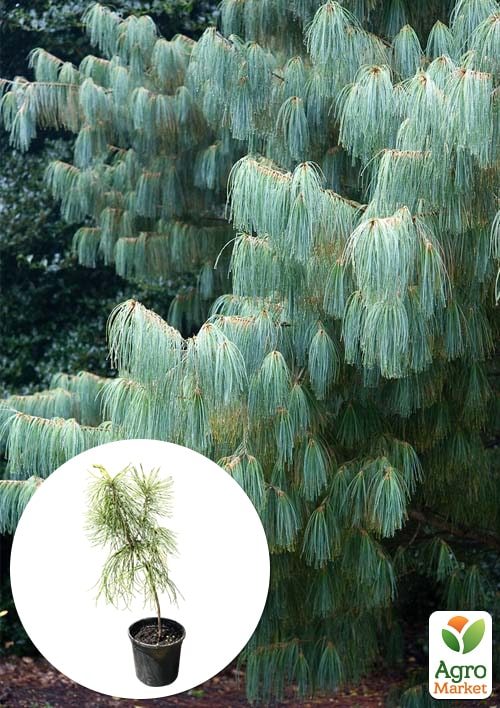 Сосна Кедровая "Арманда" (Pinus Armandii) C1.5, высота 30-40см