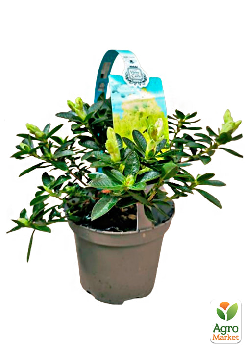 LMTD Рододендрон цветущий 2-х летний "Curlew" (высота 20см) - фото 8