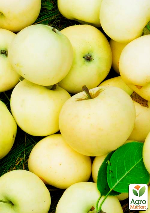 Яблоня "Белый налив" (летний сорт, ранний срок созревания)