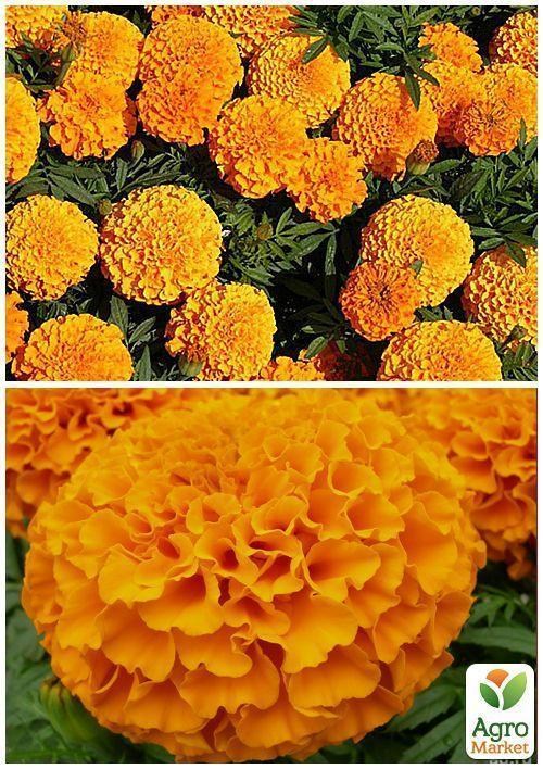 На развес Бархатцы "Высокорослые" ТМ "Весна" цена за 2г - фото 2