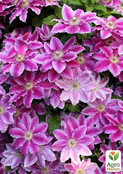 Клематис "Nelly Moser" (повторноквітучий сорт) - фото 8