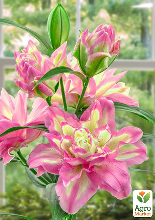 Лилия Махровая "Lucky Angel"  - фото 2