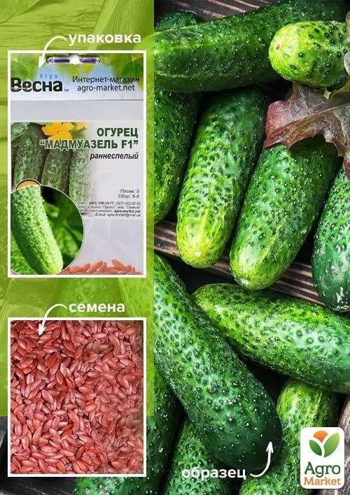 Огурец обработанный "Мадмуазель F1" (Зипер) ТМ "Весна" 0.5г