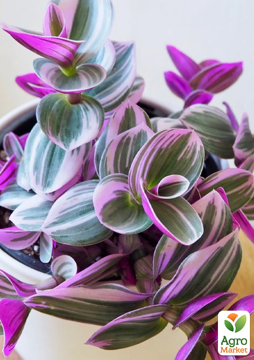 Традесканція ампельна «Nanouk» - фото 6