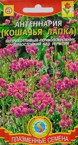 Антеннария "Кошачья лапка" ТМ "Плазмас" 80шт