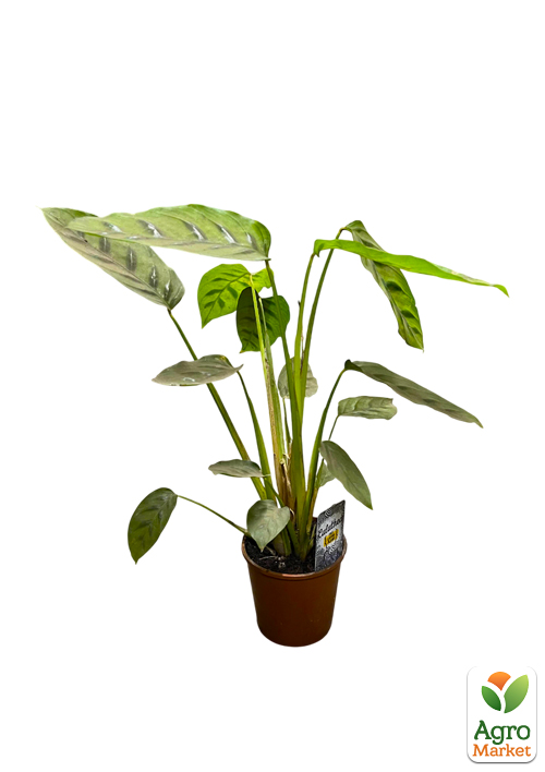 Калатея "Misto" - фото 2