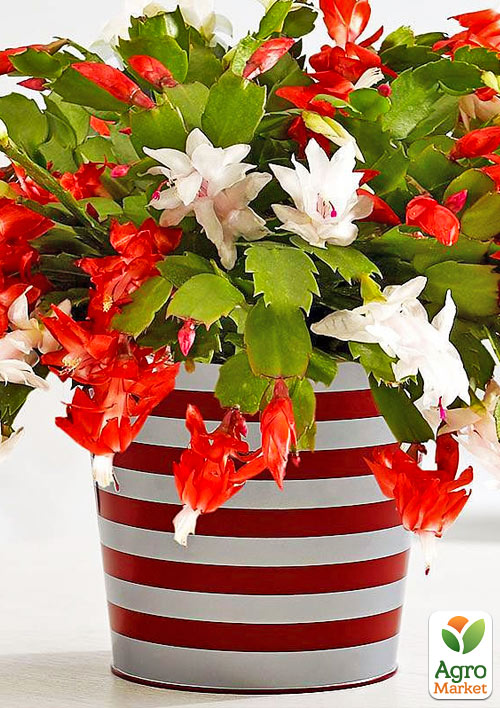 Шлюмбергера "Bicolor" (Декабрист, рождественник, зигокактус)