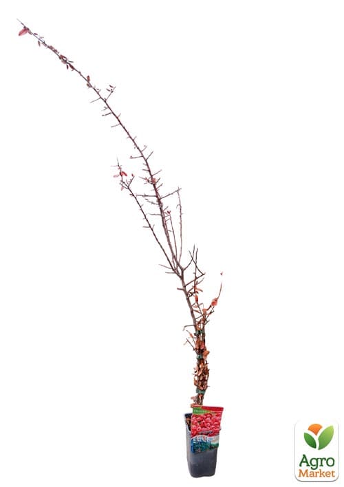 Піраканта "Red Column" 3-річна (висота 60-80см) - фото 2