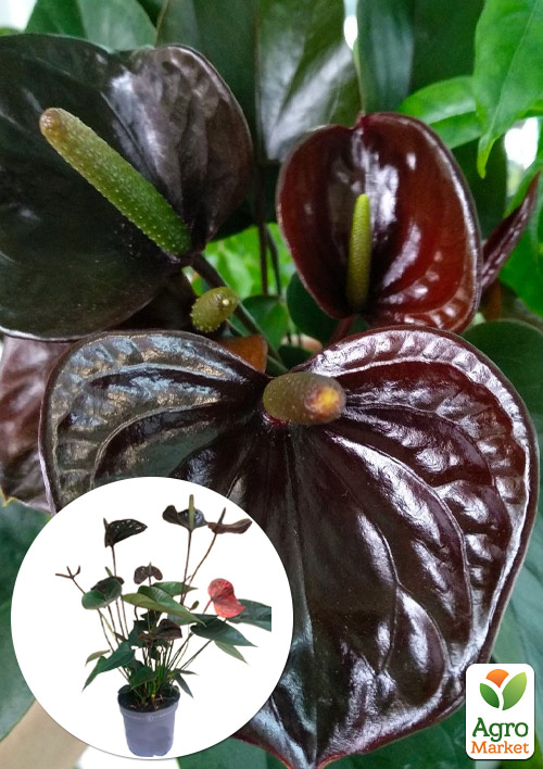 Антуриум (Anthurium) "Black Love"