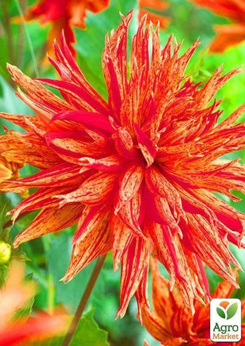 Георгина "Sparkler" 1шт в упаковке - фото 2