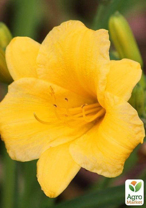 Лілійник "Mini Stella" 1шт в упаковці