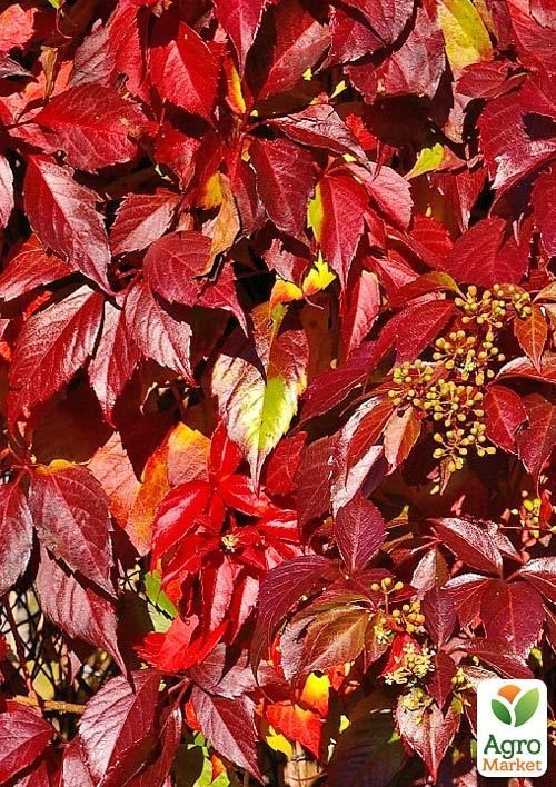 Виноград дівочий "Енгельмана" (висота 10-20см)