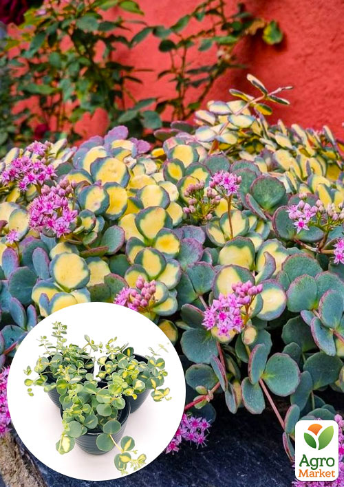 Очиток Зібольда "Mediovariegatum"