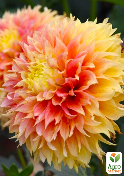 Георгина "Kogane Fubuki" (гигантский цветок)