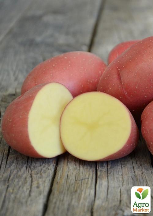 Картопля "Белла Росса" насіннєва ультрарання (1 репродукція) 1кг - фото 4