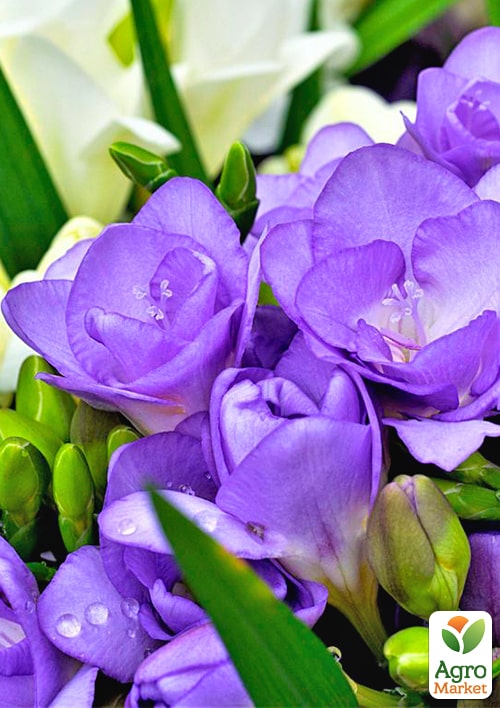 Фрезія проста "Purple" - фото 3