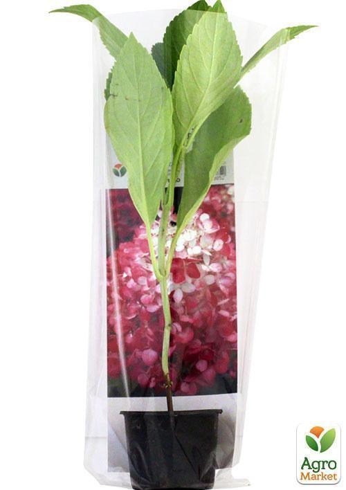 Гортензія волотиста "Diamond Rouge" - фото 2