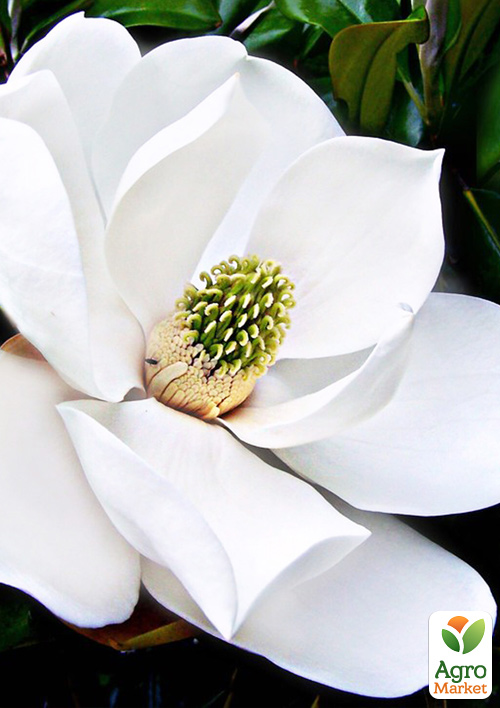Магнолия грузинская "Королевская" (самый крупный цветок)