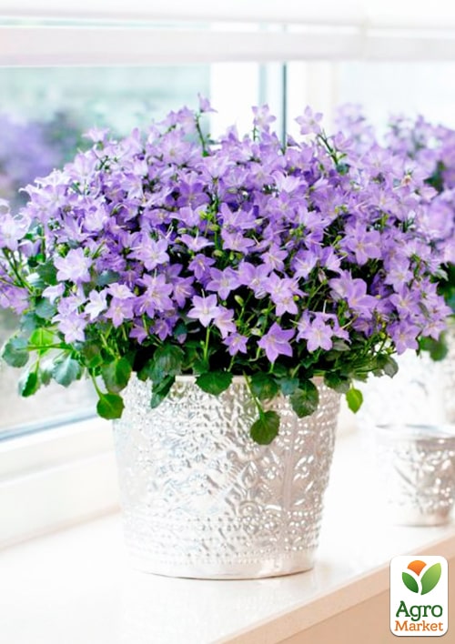 Кампанула цветущая "Isophylla Blue" (Нидерланды) - фото 7