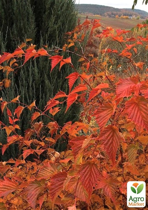 Стефанандра 3-х летняя "Tanakae" С5, высота 30-40см - фото 4