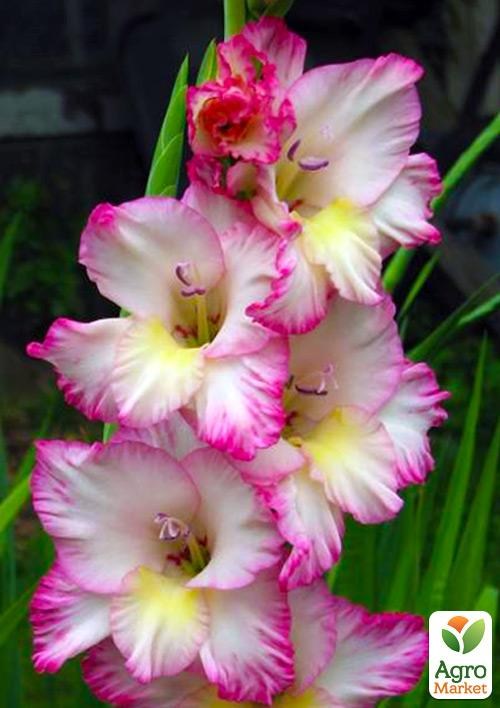 Гладіолус "Orlando" 3шт - фото 2