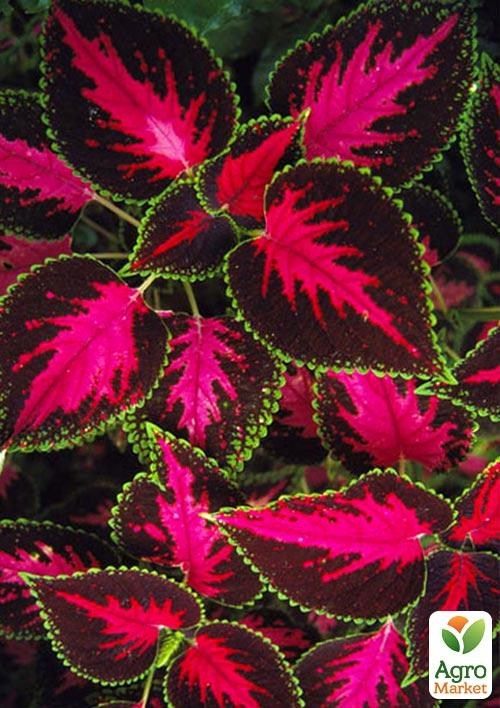 Колеус "Fairway Rose" 1 шт. - фото 3