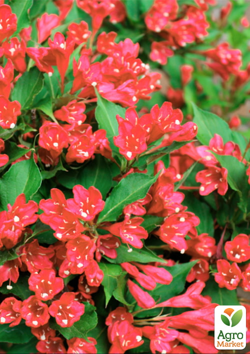 Вейгела "Ньюпорт Ред" (Newport Red)